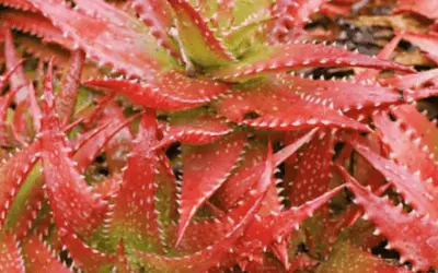 Aloe Dorotheae