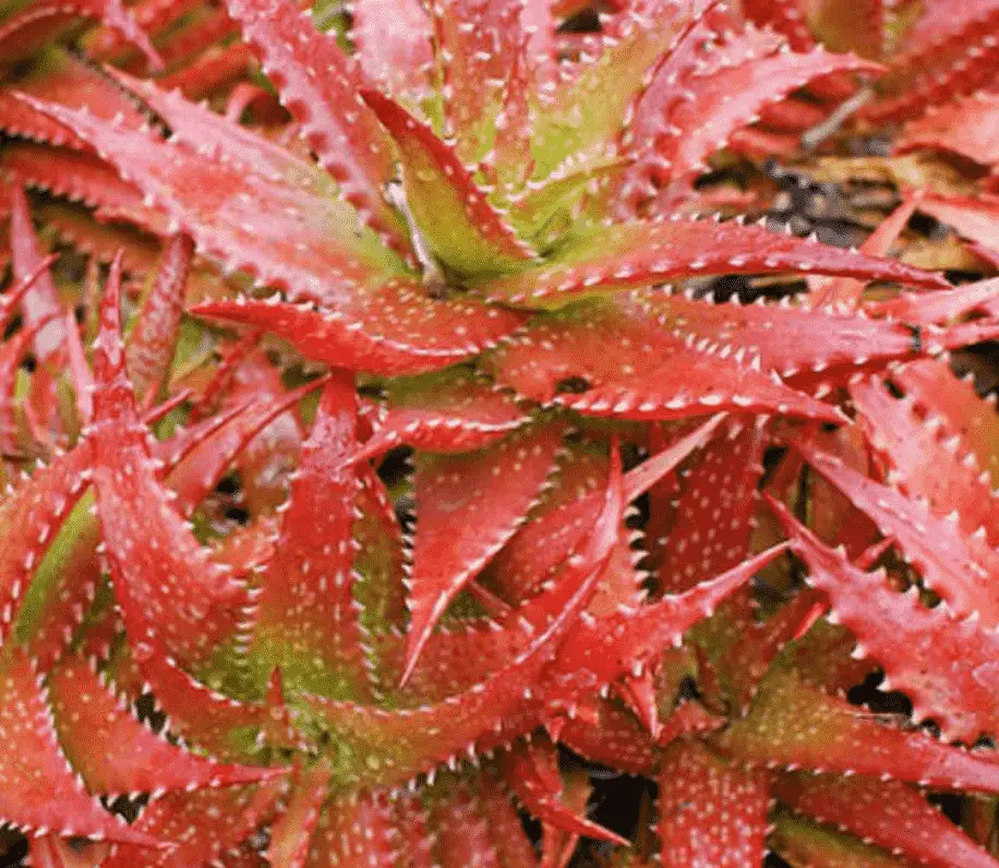 Aloe Dorotheae