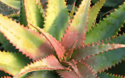 Aloe Elgonica