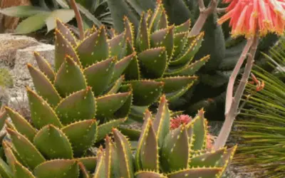 Aloe Distans ‘Jewelled Aloe’