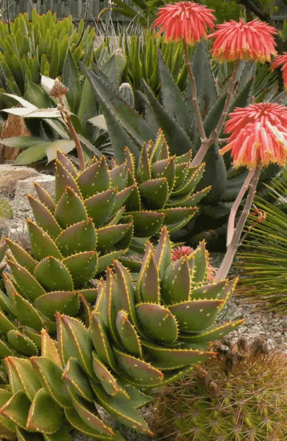 Aloe Distans 'Jewelled Aloe'