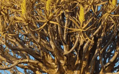 Aloe Dichotoma