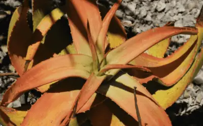 Aloe Gariepensis