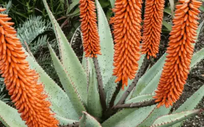 Aloe Ferox