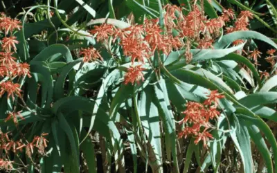 Aloe Flexilifolia