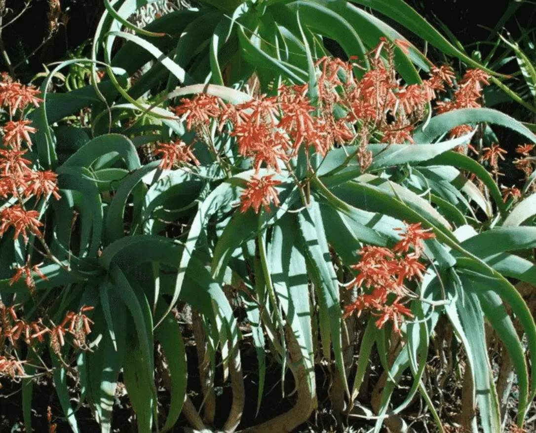 Aloe Flexilifolia