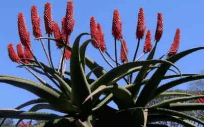 Aloe Excelsa ‘Zimbabwe Aloe’