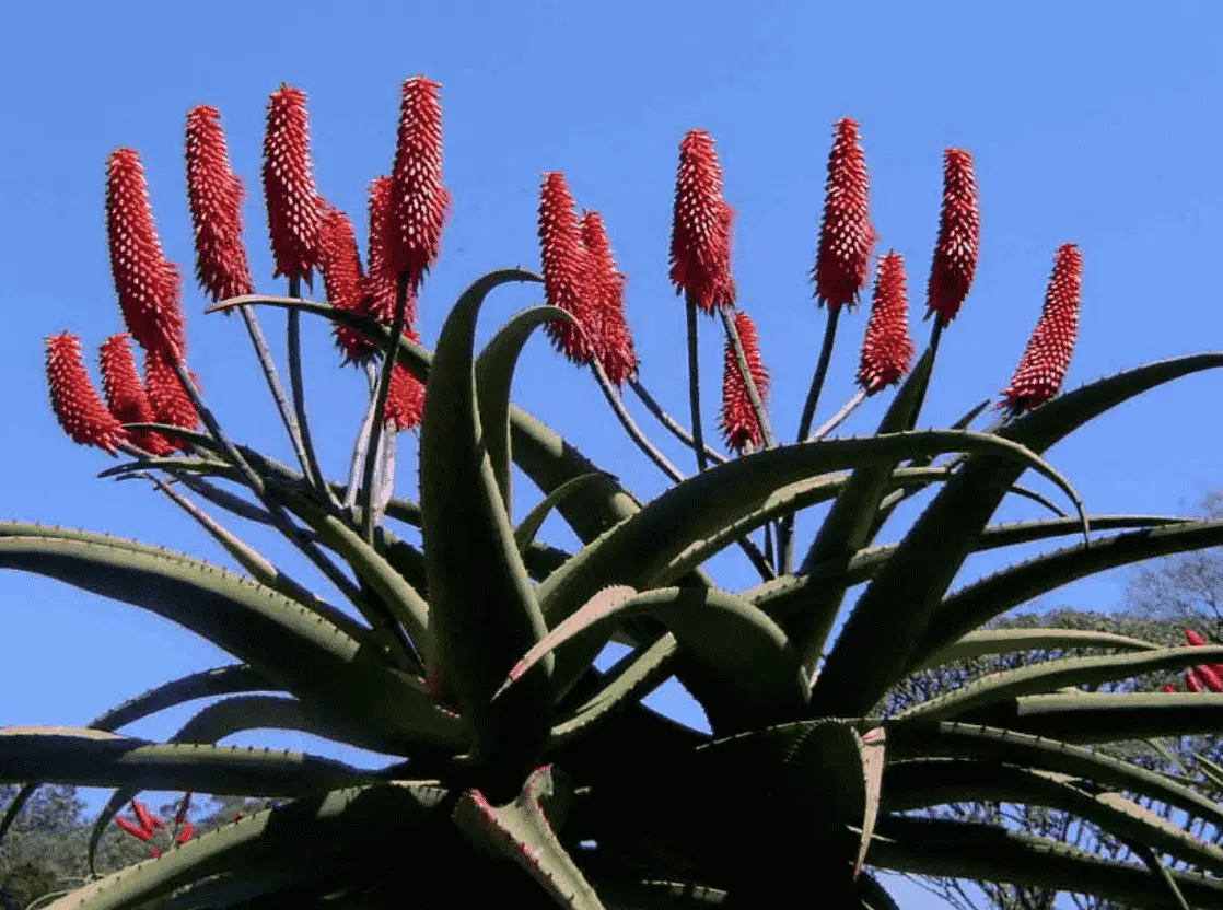 Aloe Excelsa 'Zimbabwe Aloe'