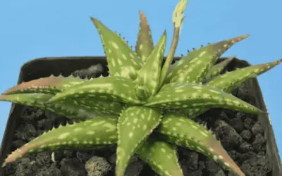 Aloe Jucunda