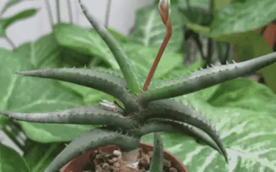 Aloe Inexpectata