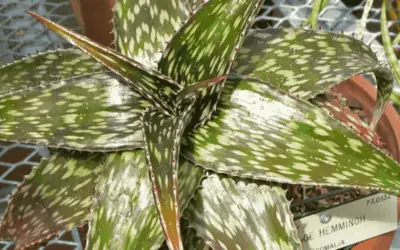 Aloe Hemmingii