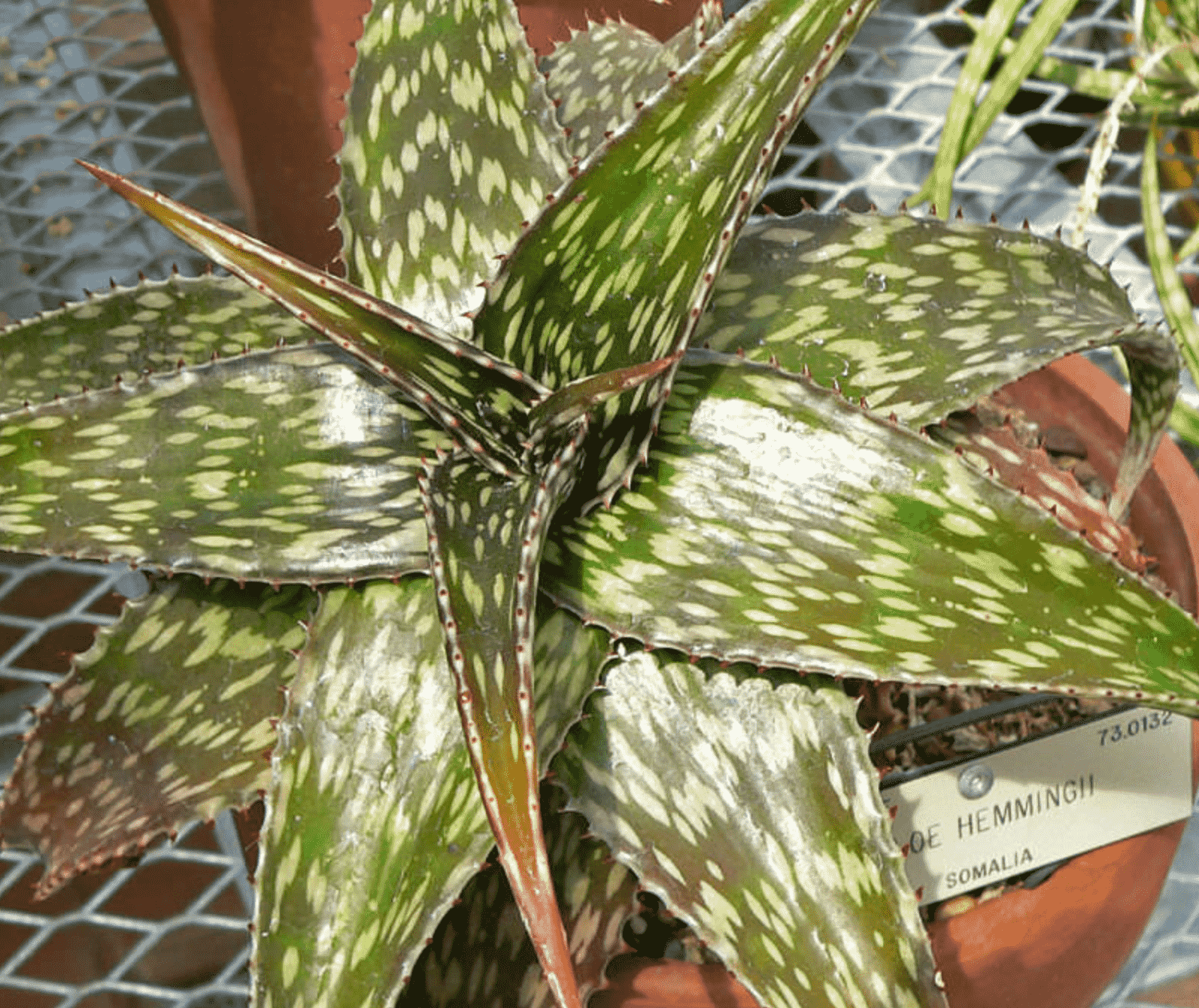 Aloe Hemmingii