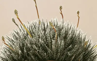 Aloe Haworthioides ‘Haworthia Leaved Aloe’