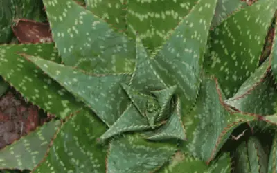 Aloe Maculata ‘Soap Aloe’