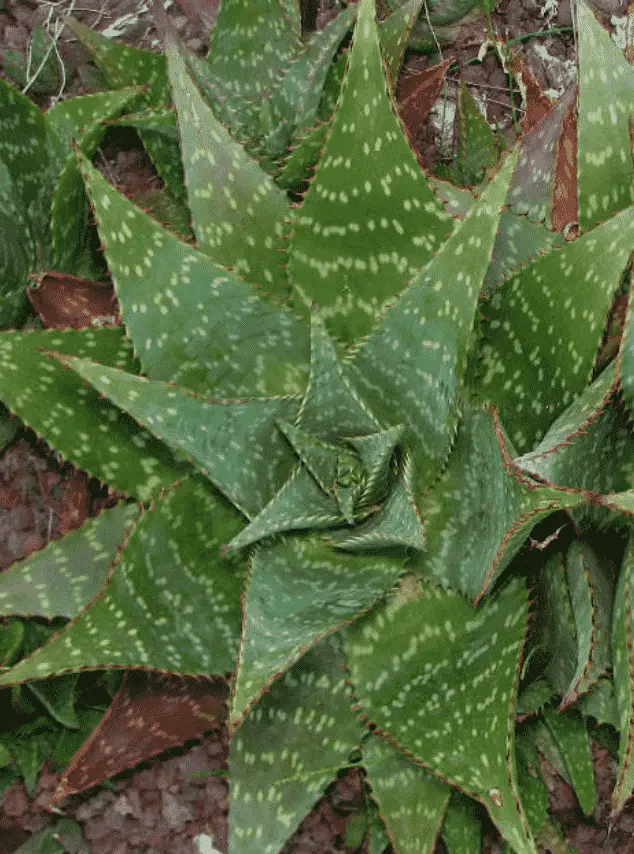 Soap Aloe Live Plant Size 8-12 Inches Wide Aloe Maculata 