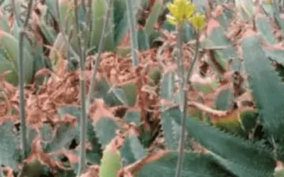 Aloe Maculata ‘Yellow Form’