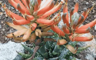 Aloe Longistyla ‘Karoo Aloe’