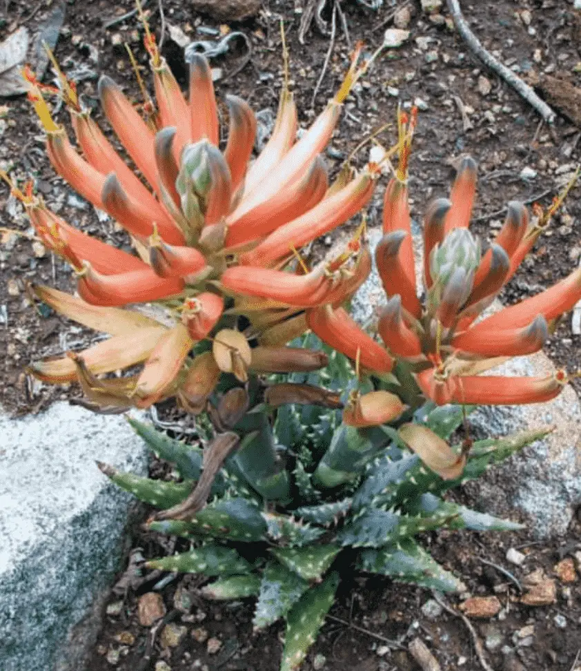 Aloe Longistyla 'Karoo Aloe'