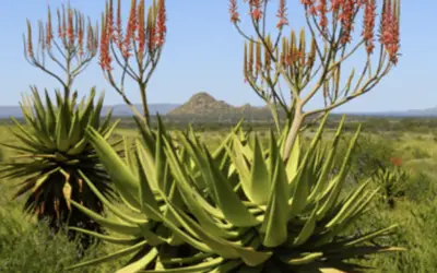 Aloe littoralis ‘Mopane Aloe’