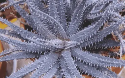 Aloe Parvula