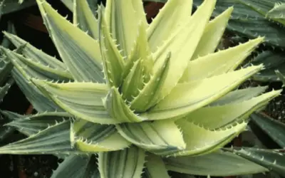 Aloe Mitriformis F. Variegata