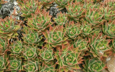 Aloe Nobilis ‘Gold Tooth Aloe’