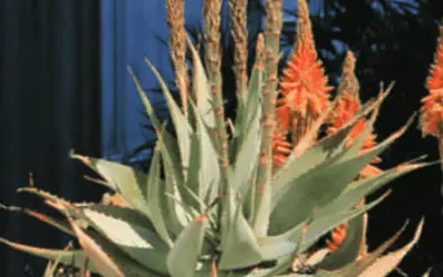 Aloe Microstigma ‘Cape Speckled Aloe’
