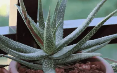 Aloe Pictifolia ‘Kouga Aloe’