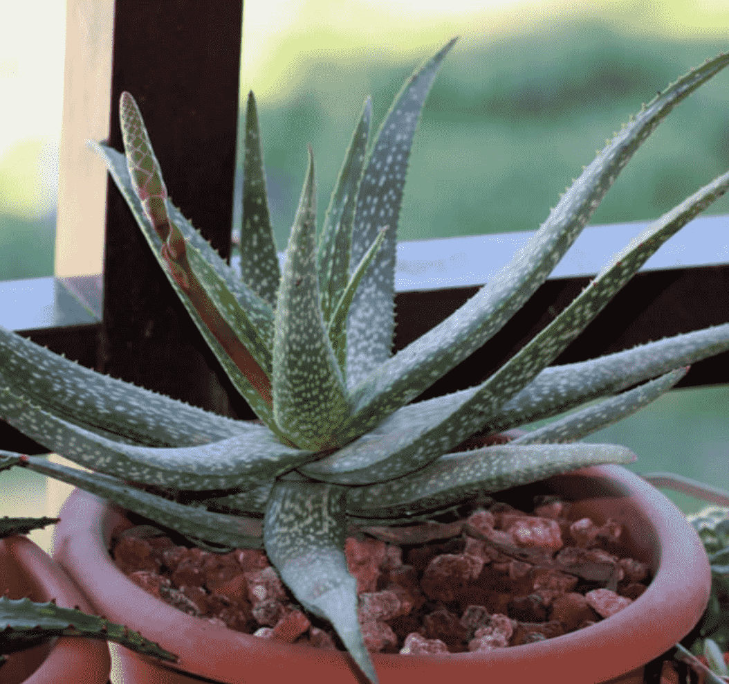 Aloe Pictifolia 'Kouga Aloe'