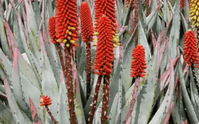 Aloe Petricola ‘Stone Aloe’