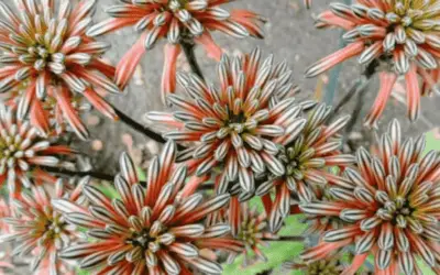 Aloe Petrophila