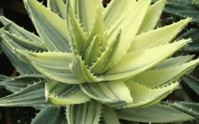 Aloe Perfoliata F. Variegata