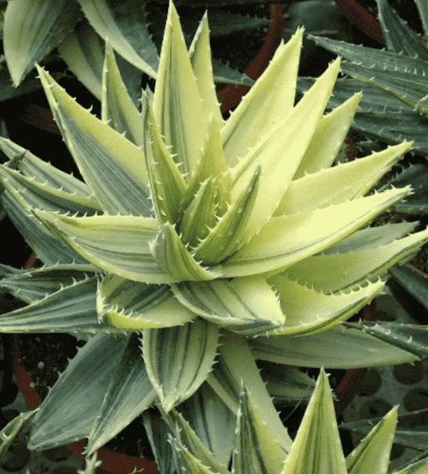 Aloe Perfoliata F. Variegata