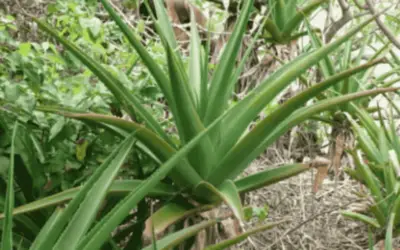 Aloe Pembana ‘Pemba Aloe’