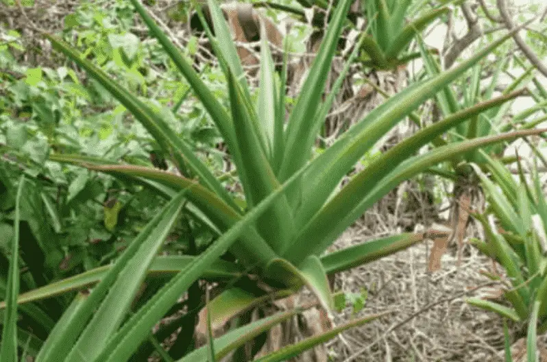 Aloe Pembana 'Pemba Aloe'