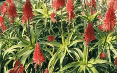 Aloe Scorpioides