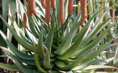 Aloe Rupestris ‘Bottlebrush Aleo’