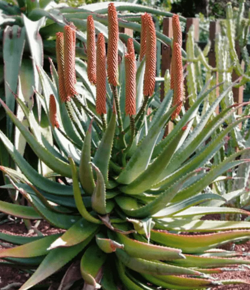 Aloe Rupestris 'Bottlebrush Aleo'