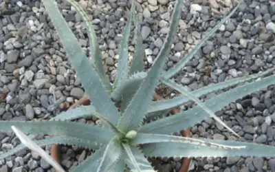 Aloe Pseudoparvula