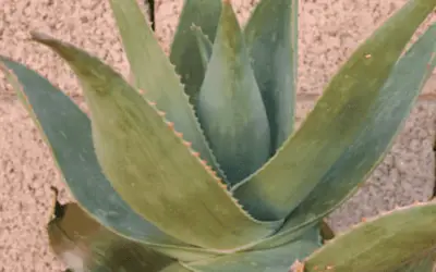 Aloe Striata ‘Ghost Aloe’