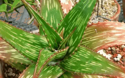 Aloe Somaliensis ‘Somalian Aloe’