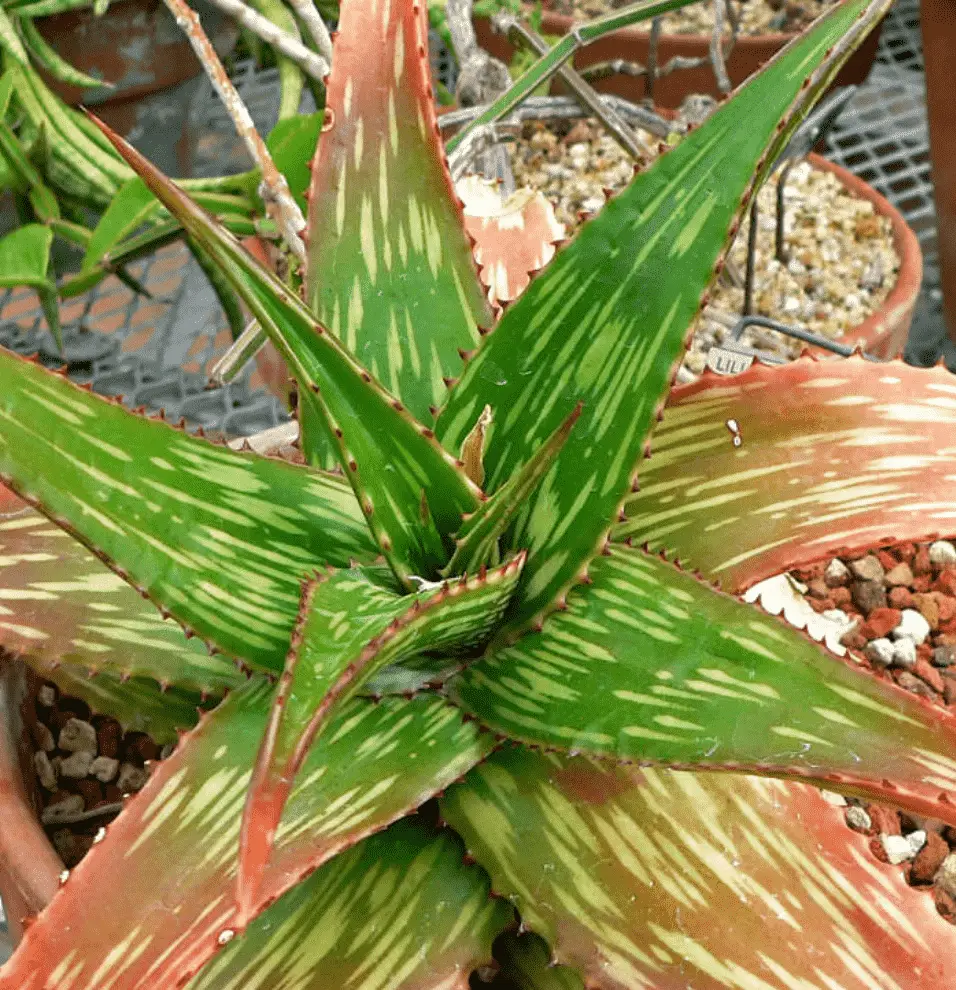 Aloe Somaliensis 'Somalian Aloe'