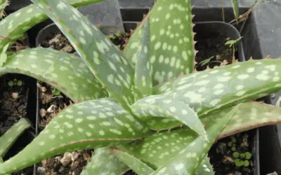 Aloe Sinkatana ‘Sudan Aloe’