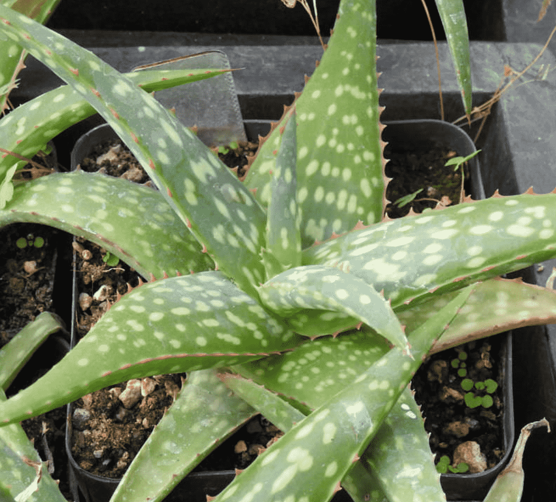 Aloe Sinkatana 'Sudan Aloe'