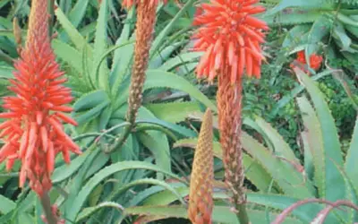 Aloe Succotrina ‘Fynbos Aloe’