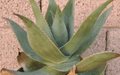 Aloe Striata ‘Ghost Aloe’