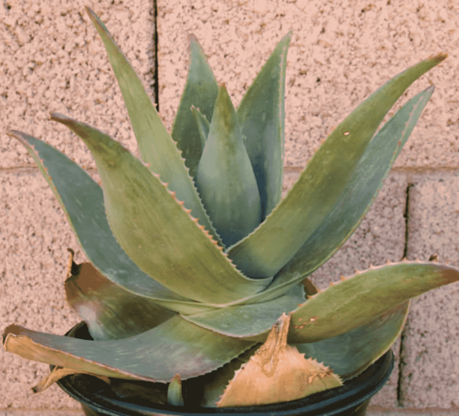 Aloe Striata ‘Ghost Aloe’