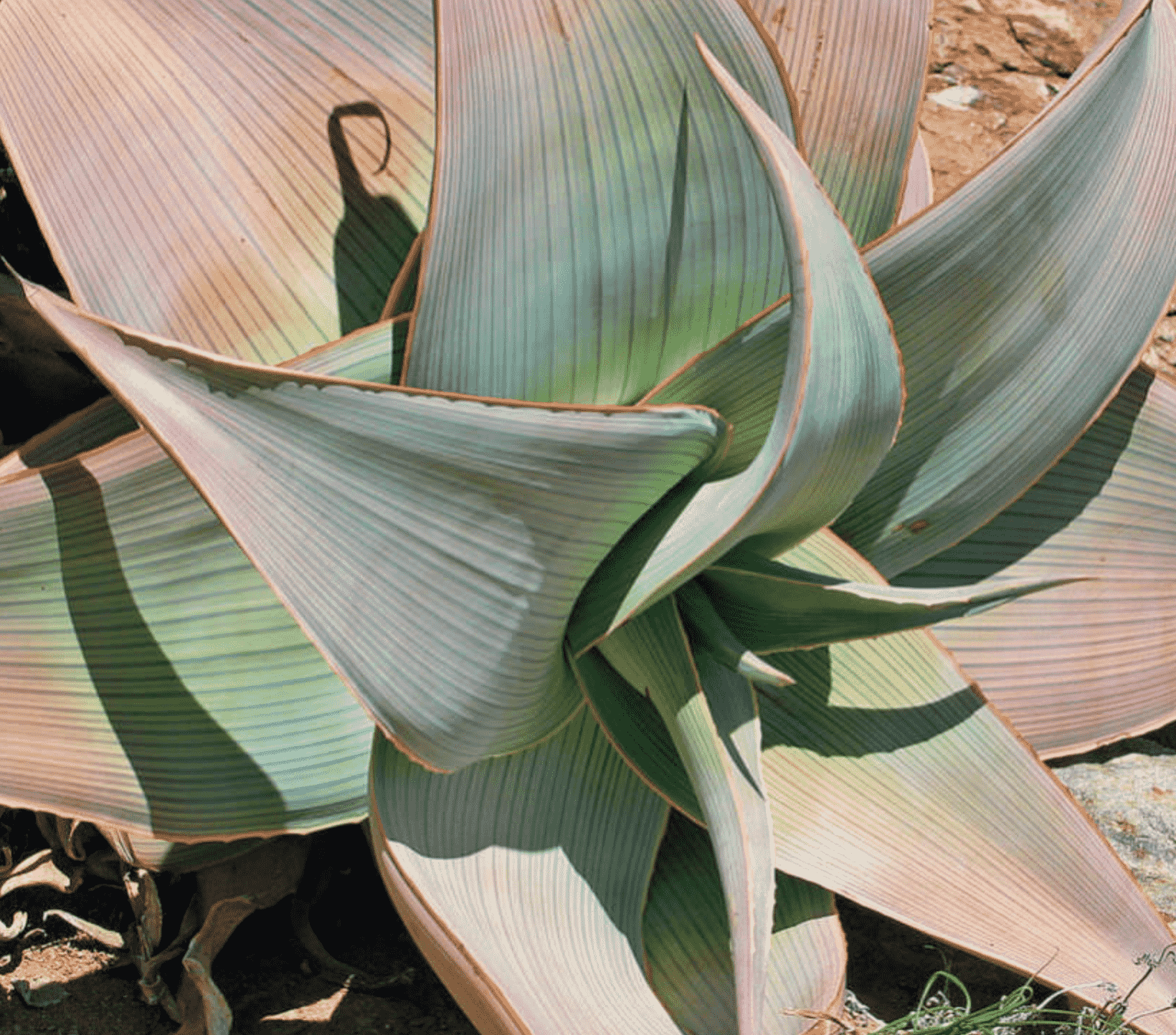 Aloe Striata Subsp. Karasbergensis