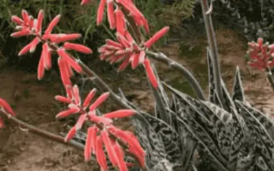 Aloe Variegata ‘Tiger Aloe’