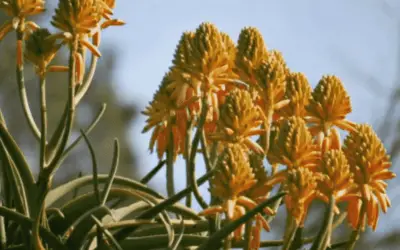 Aloe Tongaensis